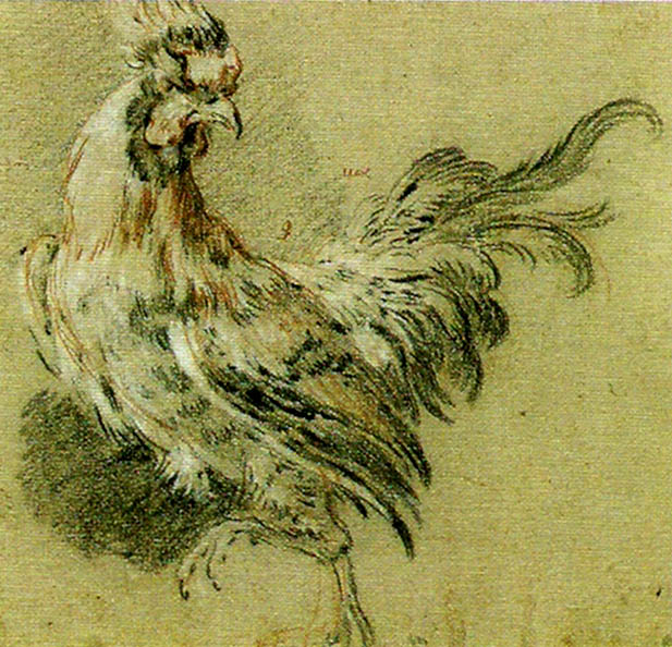 Francois Boucher studie av tupp